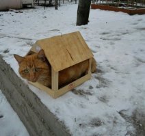 Весна пришла, коты прилетели!