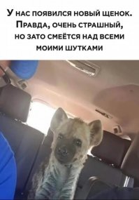 Хитрый лис по кличке Финнеган, который любит шалить и умеет смеяться