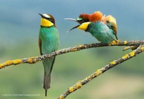 Невозможно определить пол этих щурок, но я догадываюсь где жена, а кто из них муж
