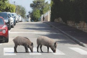Кабаны прогулялись по улицам опустевшего из-за карантина города