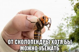 Азиатский шершень может преследовать вас 5 километров, при  этом постоянно жаля в различные места, а яд его по мимо того что токсичен и напоминает змеиный, так ещё содержит прикольные феромоны, которые для  других шершней обозначают команду "жаль 
 этот объект, его надо убить". Поэтому если шершней рядом больше одного у вас очень серьёзные проблемы.. До этого они были просто серьёзные.
И да, летает он очень быстро и  хорошо уворачивается.. может лететь в дождь маневрируя между падающими каплями.
Фактически сложно себе представить более опасное насекомое с таким набором смертоносных навыков и возможностей.