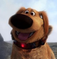 Хаски сдали в приют из-за постоянно растерянного взгляда