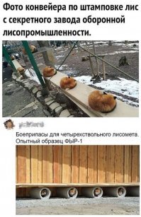 Лиса: 400 видов животных в рационе. Доминация с помощью хитрости