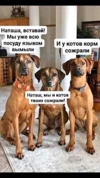 "Наташ, ты спишь?": подборка мемов с котиками Наташи, которые осуждают, но не сдаются