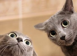 "Наташ, ты спишь?": подборка мемов с котиками Наташи, которые осуждают, но не сдаются