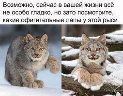 Прикольные и смешные картинки