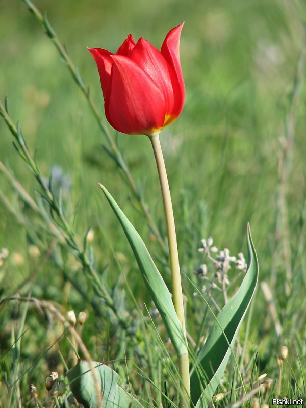 красивые да,
но это уже не тюльпаны
тульпан великолепен из-за своей скромной красоты