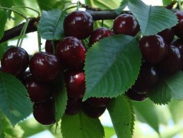 Разбитый Ferrari 812 Superfast вернули к жизни в обычном автосервисе