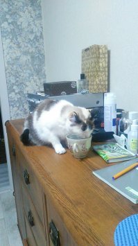 Зверь-он тоже люди, только рубашка другой!(Дерсу Узала)