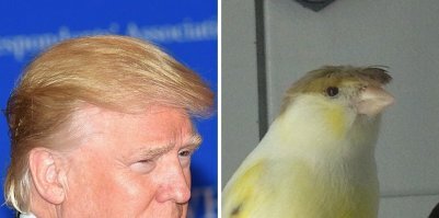 Смешная птичка с оригинальной причёской