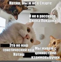 "Наташ, ты спишь?": подборка мемов с котиками Наташи, которые осуждают, но не сдаются