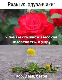 Как-то заметил на старом асфальте тротуара несколько ровных бугорков. Делать нехрен было, расковырял - там шампиньоны оказались.
