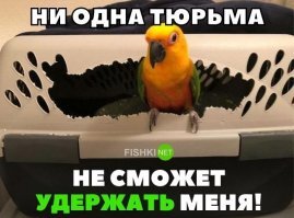 Прикольные и смешные картинки