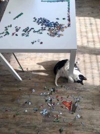 Доказательства того, что коты и пазлы несовместимы