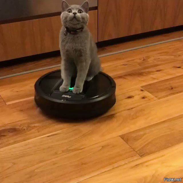 Кот на пылесосе роботе фото