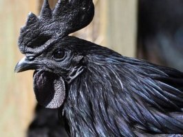 Няким Гатвеч: «Королева Ночи» из Книги рекордов Гиннесса
