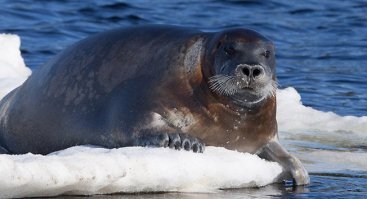 Сфоткай, типа я русалка