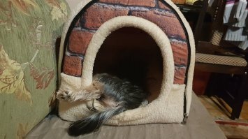 25 невероятно милых фото из серии "Отстаньте, я сплю и  мне так удобно"