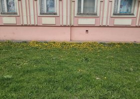 Столичный «Жилищник» решил избавиться от одуванчиков