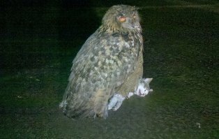 Так и случилось...