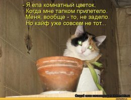 Скрины из социальных сетей