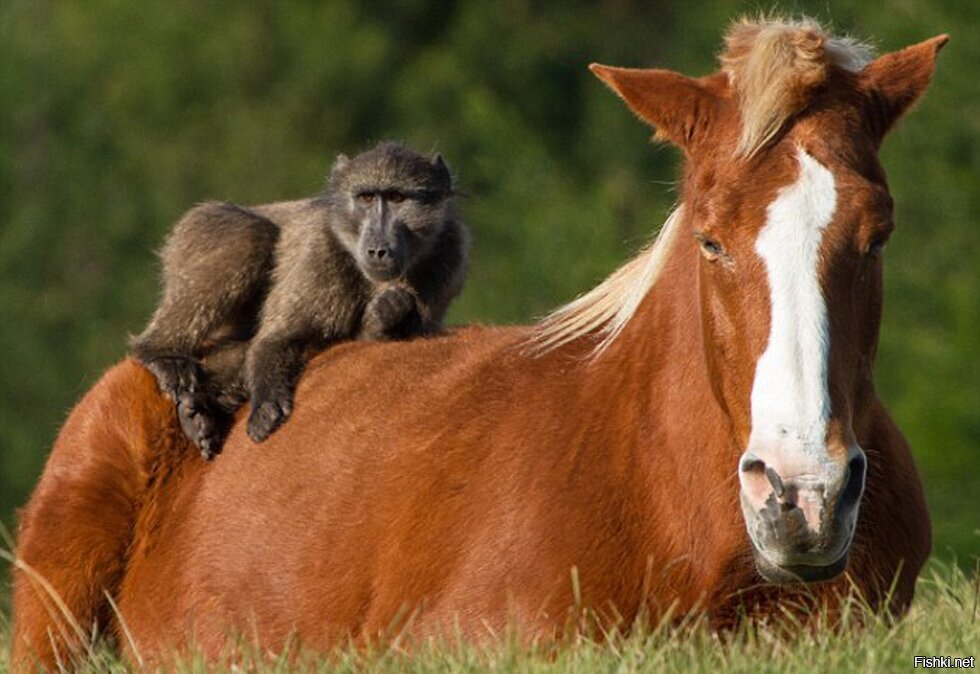 Мужчина лошадь и обезьяна