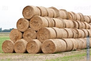 Роллы веганов.