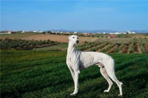 Это гальго. Они всегда на велосипед похожи. Такой экстерьер.