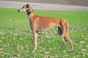 Это гальго. Они всегда на велосипед похожи. Такой экстерьер.