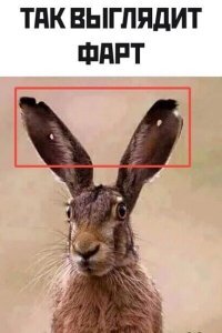 Заяц с лёгкостью перехитрил терпеливого леопарда