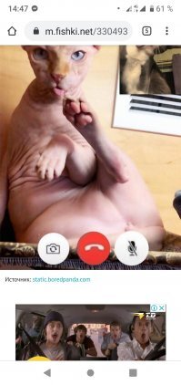 Кошачьи видеоконференции: неприличные истории