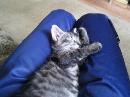 Интересно, когда забирал кошку домой, нос у неё был совсем черный, а сейчас, через 7 лет, порозовел. Приручилась?