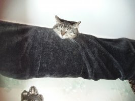 Интересно, когда забирал кошку домой, нос у неё был совсем черный, а сейчас, через 7 лет, порозовел. Приручилась?