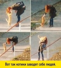 Трогательные истории животных, которые обрели дом