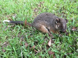 Вот поссум,который поселился у меня во дворе.К американскому опоссуму не имеет никакого отношения.