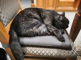 Пришёл три года назад ко мне на работу, забрался на колени и сказал, что будет жить у меня.