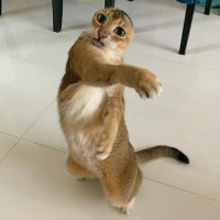 Тебе вон даже котик сказал что нах это вот туда ... 
Не нравится - не заходи в посты с котиками.