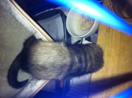 25 невероятно милых фото из серии "Отстаньте, я сплю и  мне так удобно"