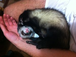 25 невероятно милых фото из серии "Отстаньте, я сплю и  мне так удобно"