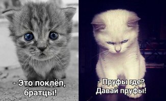 Кошачья мифология мира