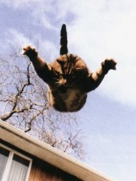 В окно паршивца.