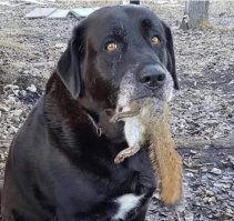 Поймай меня, если сможешь:  Белка поиздевалась над преследующим её псом