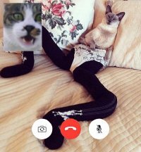 Кошачьи видеоконференции: неприличные истории