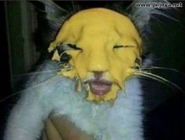 15 хвостатых помощников, с которыми любая работа по плечу 