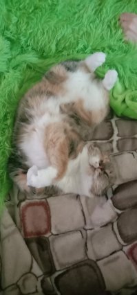 Мой концентрат лени