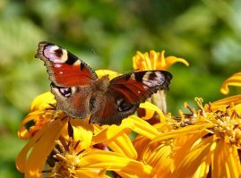 Очень слабо. Для сравнения мои фото. Кликабельно.