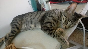 15 хвостатых помощников, с которыми любая работа по плечу 