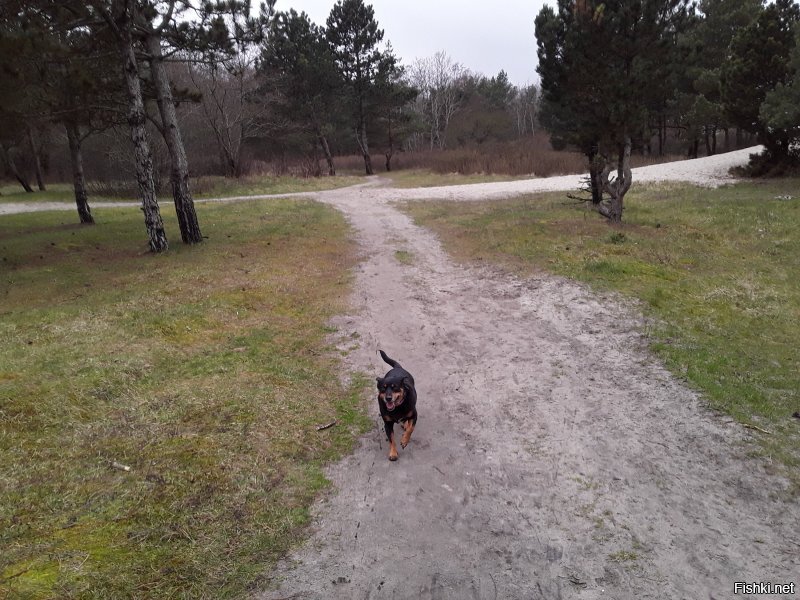 Чем укурились???? Вот мои фото. Первое 13 февраля, второе 26 февраля, далее 20 марта, цветение 4 апреля и 11 апреля уже деревья в полную силу, персик цветёт и много цветов. Одуванов куча, просто не выгружала с телефона. И последняя... внимание! 26 января этого года. Так что не стоит говорить за всех. Страна у нас большая и климат очень разнится, не говоря уж о просто погоде. Да, если что, у нас тут совсем не юга, а дикий, дикий Запад. )))