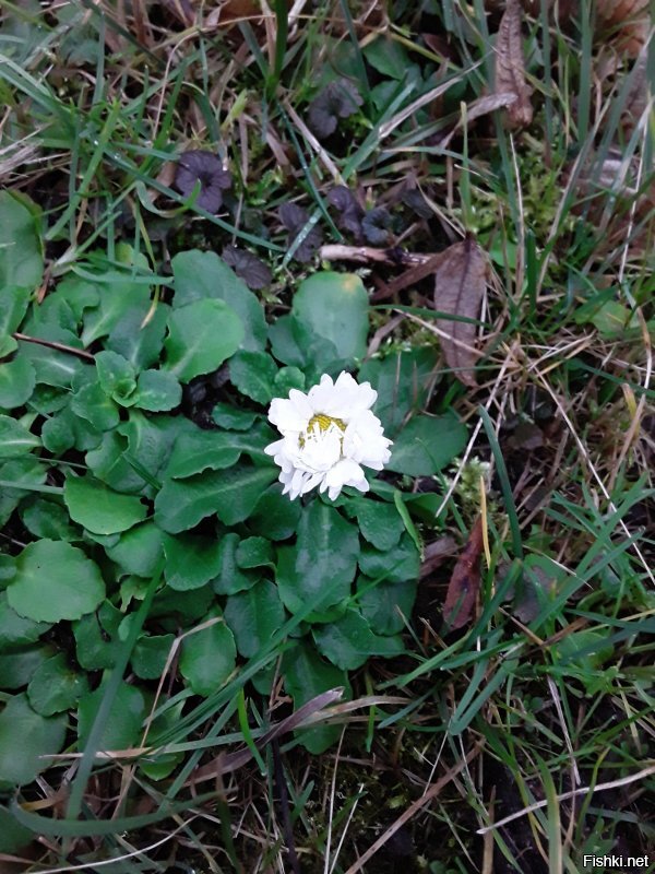 Чем укурились???? Вот мои фото. Первое 13 февраля, второе 26 февраля, далее 20 марта, цветение 4 апреля и 11 апреля уже деревья в полную силу, персик цветёт и много цветов. Одуванов куча, просто не выгружала с телефона. И последняя... внимание! 26 января этого года. Так что не стоит говорить за всех. Страна у нас большая и климат очень разнится, не говоря уж о просто погоде. Да, если что, у нас тут совсем не юга, а дикий, дикий Запад. )))