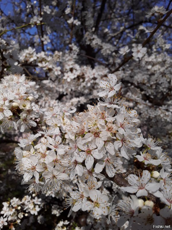 Чем укурились???? Вот мои фото. Первое 13 февраля, второе 26 февраля, далее 20 марта, цветение 4 апреля и 11 апреля уже деревья в полную силу, персик цветёт и много цветов. Одуванов куча, просто не выгружала с телефона. И последняя... внимание! 26 января этого года. Так что не стоит говорить за всех. Страна у нас большая и климат очень разнится, не говоря уж о просто погоде. Да, если что, у нас тут совсем не юга, а дикий, дикий Запад. )))